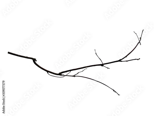 Tree branches set isolated on white background. Wood pile or tree sticks isolated on white background. Twigs  set macro dry branches birch isolated on white background  with clipping path.