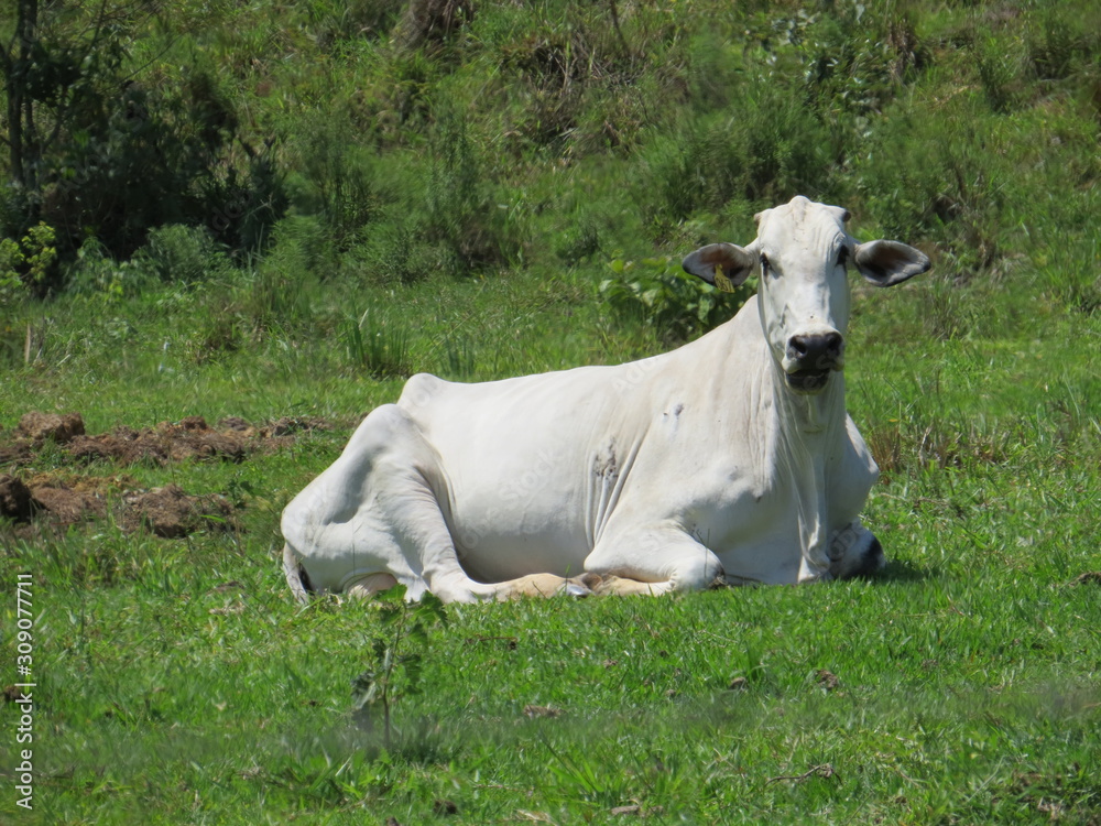 a cow lying in the pasture