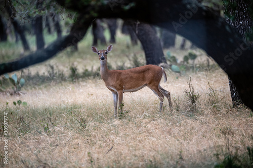 Deer under tree
