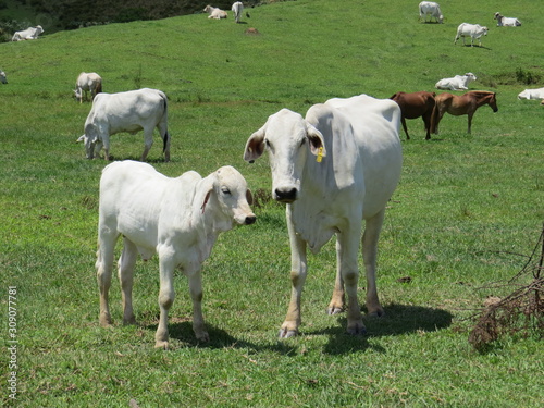 white cows in the pasture photo