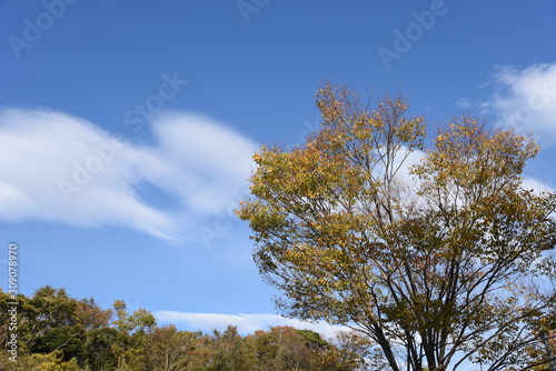 Nature background material   Late autumn trees and clouds