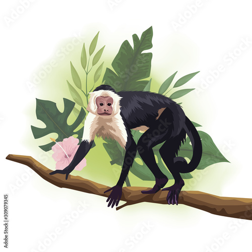 wild Capuchin monkey in tree branch scene