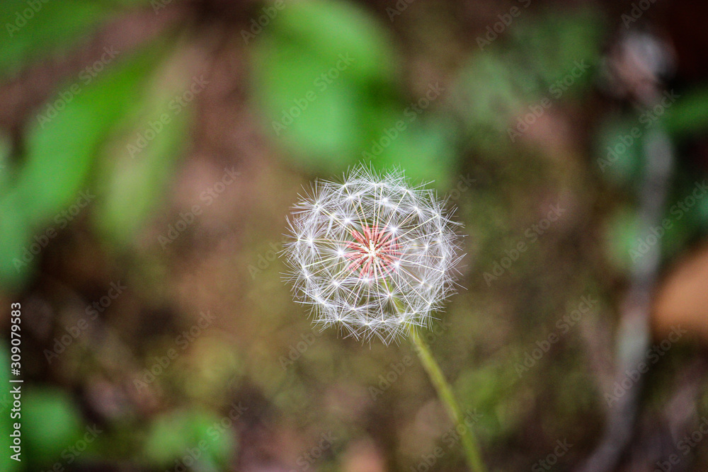 dandelion in the grass dandelion in the grass