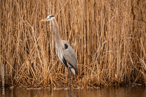 Great Blue in the reeds