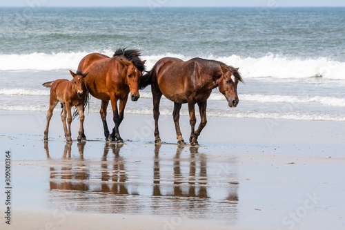 Horses on the beach © David