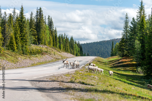 Wildlife portrait of a group of reindeers in the middle of the road in lappland/sweden near arvidsjaur. Santas helper, animal and traveling road trip concept. photo