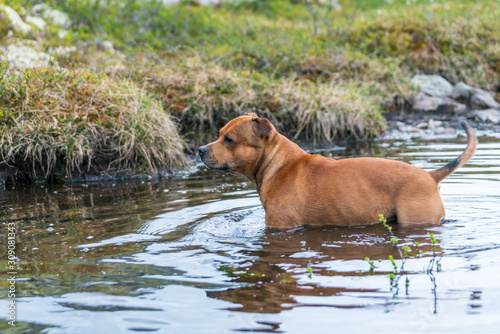 Staffordshire bull terrier playing in a little lake/pond outdoors in the norwegian mountains. Dog, pet, friend and activity concept.
