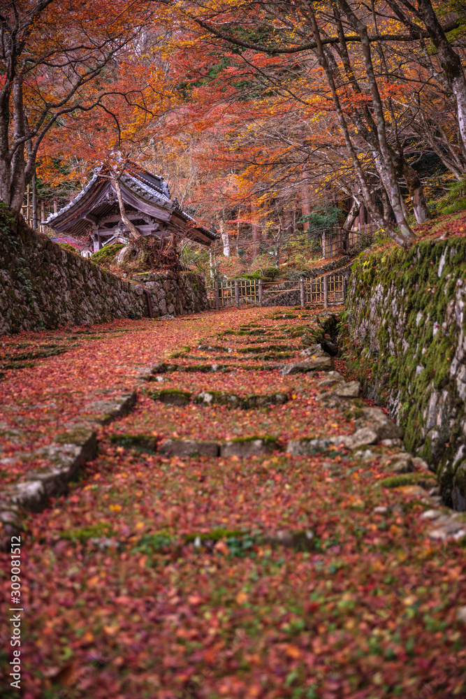 Fototapeta premium 滋賀県 百済寺 紅葉