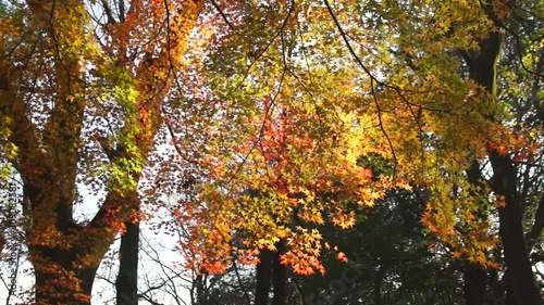 Wallpaper Mural 風に揺れる紅葉 Torontodigital.ca