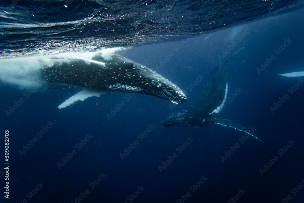 Fototapeta premium Whales plays underwater