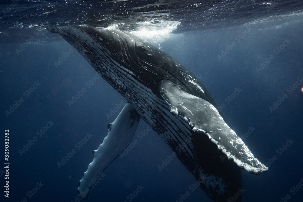 Fototapeta premium Humpback whale looks into the camera