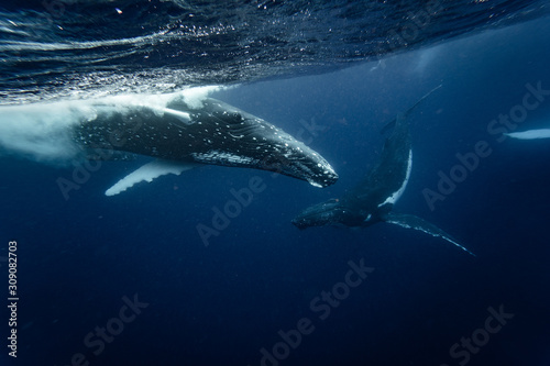 Whales plays underwater