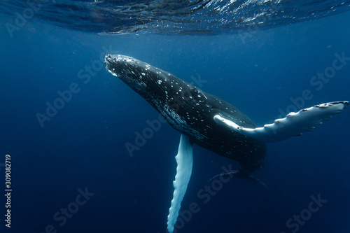 Humpback whale swims very close face to face