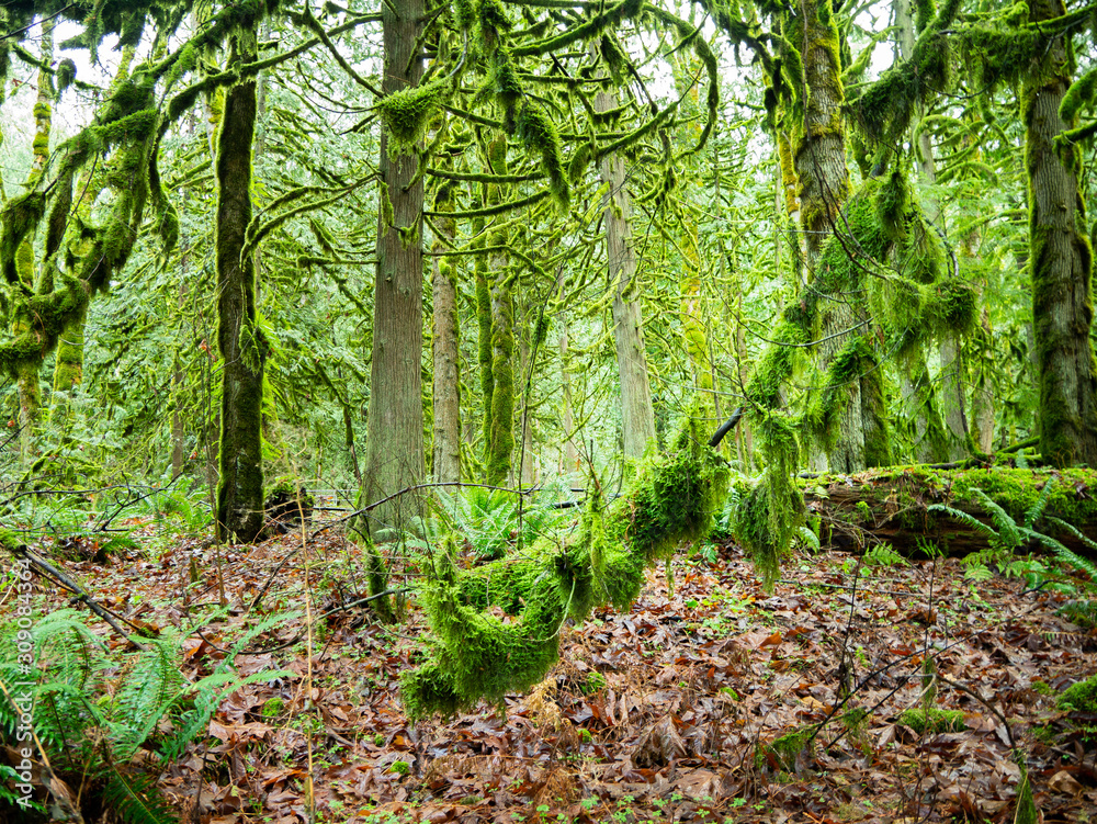 Obraz premium trees in the forest