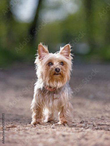 Cute yorkshire terrier sitting out in nature © annette shaff