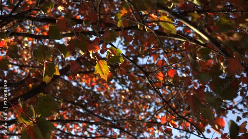 The Beautiful Golden Red Autumn Leaves Of Haddonfield, New Jersey On A Bright Sunny Morning - Slow Motion Pan Shot The Beautiful Golden Red Autumn Leaves Of Haddonfield, New Jersey On A Bright Sunny Morning - Slow Motion Pan Shot