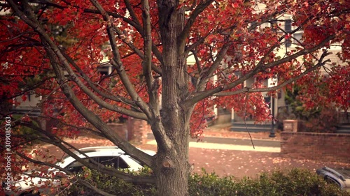 The Beautiful Red Autumn Leaves Of A Maple Tree In Haddonfield, New Jersey Blowing In The Wind With A Cyclist Passing In The Background - Wide Shot photo