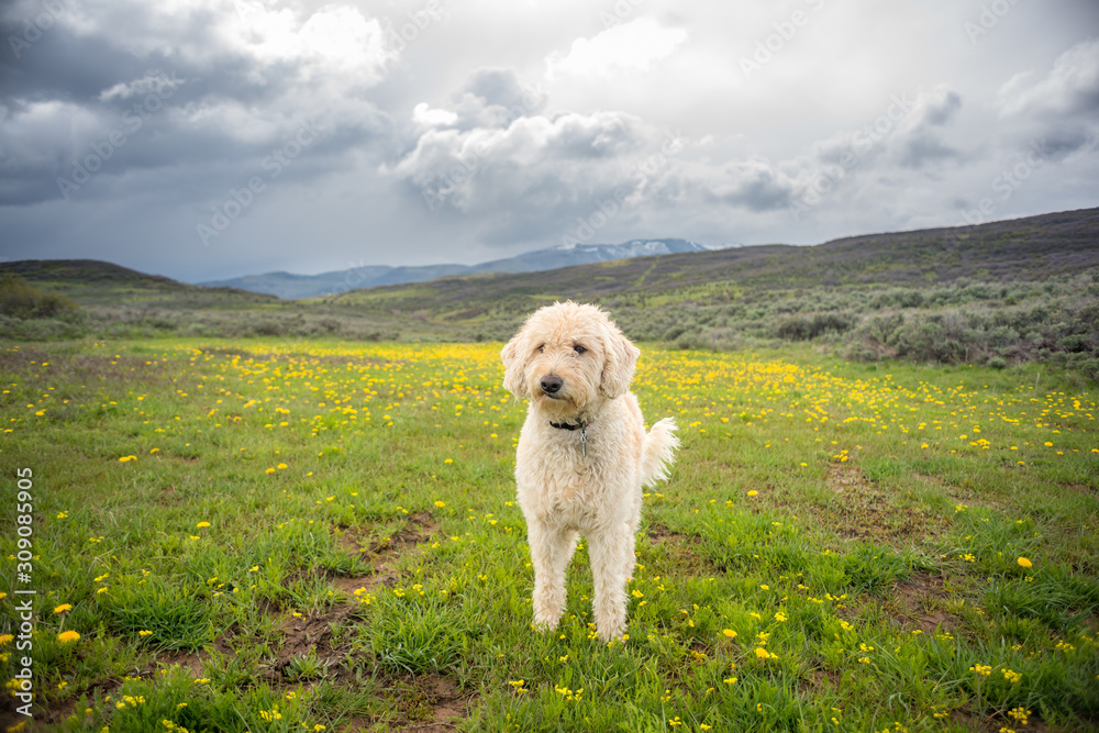 Traildog in Meadow of Yellow #2