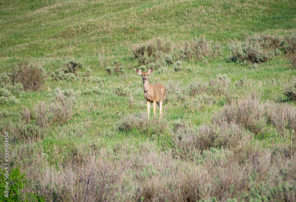 Fototapeta premium Mule Deer on Grand Mesa #6