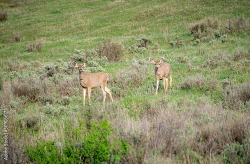Mule Deer on Grand Mesa  7