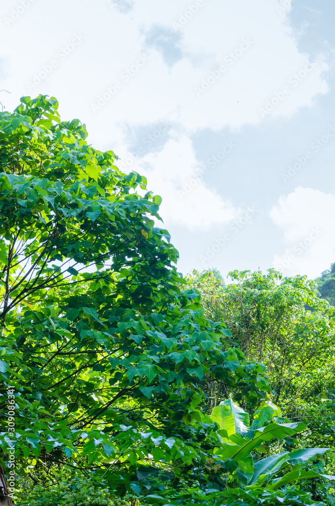 Fototapeta premium Lush Forest Beside The Road.