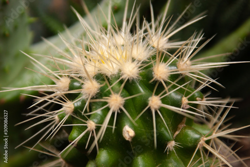 cactus home plant with sharp spike