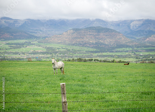 Grand Mesa Pastures #1 photo