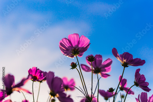 Pink cosmos flower blooming in the garden with blue sky in background.
