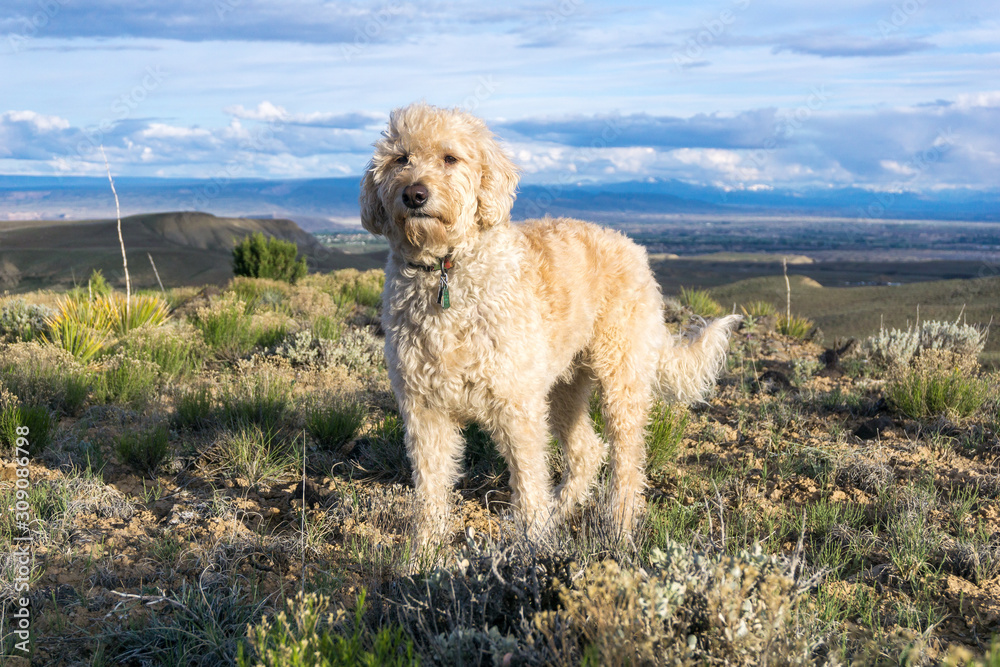 Traildog on Plateau Traildog on Plateau