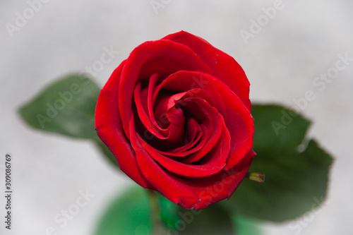 one rose flower bright background