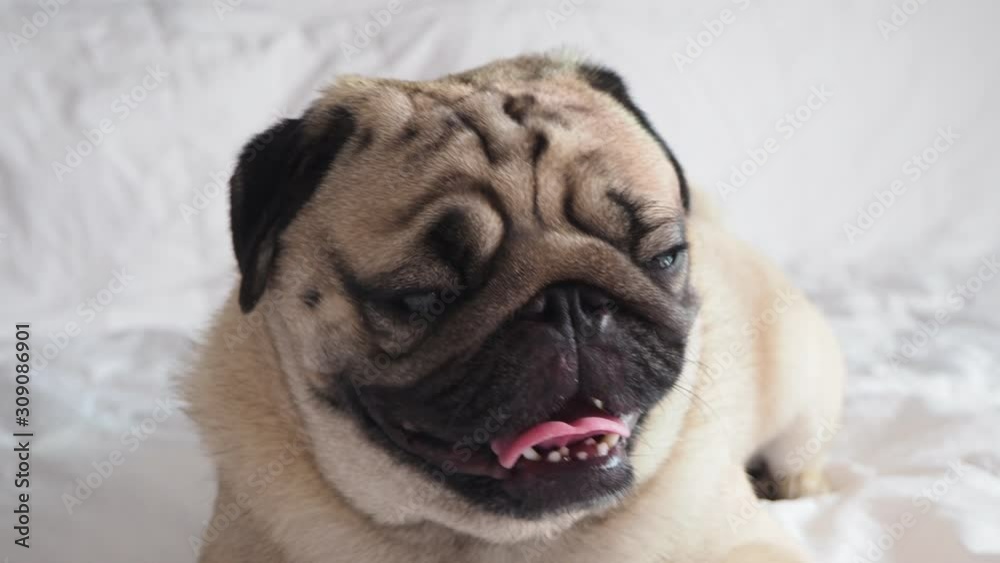Cute pug dog breed lying on blanket on white bed in bedroom smile with funny face and feeling so happiness after wake up in the morning,Healthy Purebred dog Concept