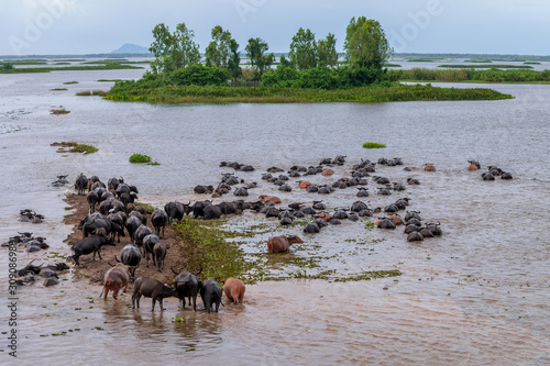 A buffalo herd was walking and swimming in the wetland, returning to the stall in the evening, Thale noi, Phatthalung, Thailand.