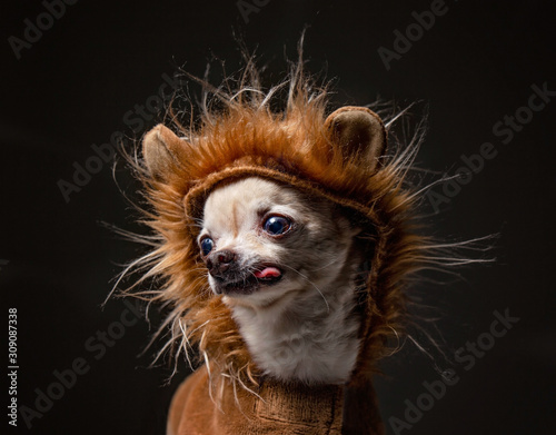 cute chihuahua dressed in a lion costume with his tongue hanging out in  in a studio shot isolated on a black background © annette shaff