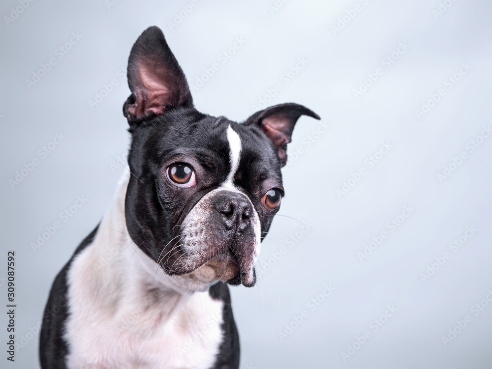 Cute Boston terrier studio shot on an isolated background