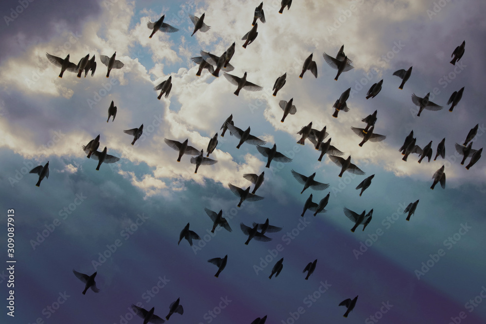 group of bohemian waxwings fly under a beautiful storm cloud filled sky on a warm summer day - obrazy, fototapety, plakaty 