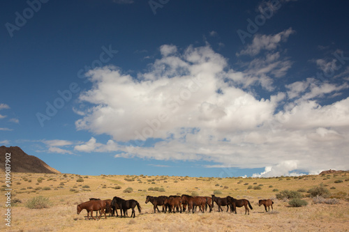 The landscape of the mongolian steppe