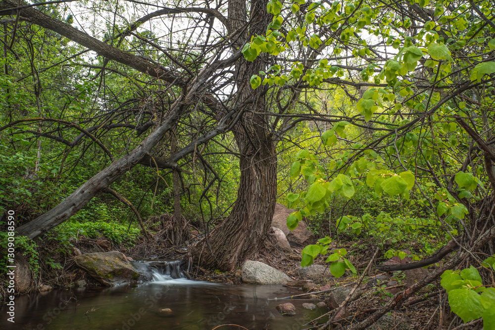 Fototapeta premium Big tree in deep forest