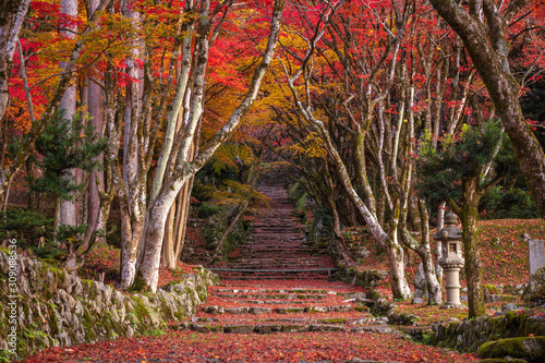 滋賀県 鶏足寺 紅葉