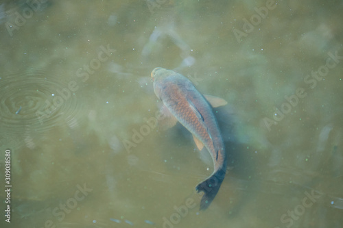 large carp swimming in pond