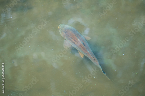 large carp swimming in pond