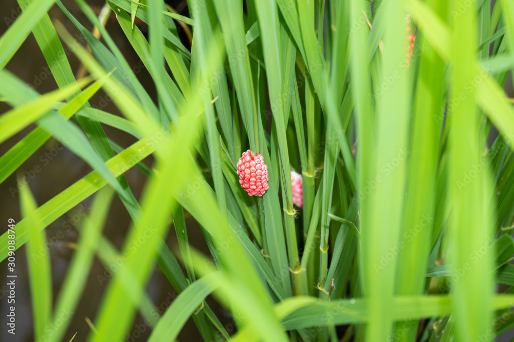 稲に産まれたジャンボタニシの卵 Stock Photo Adobe Stock