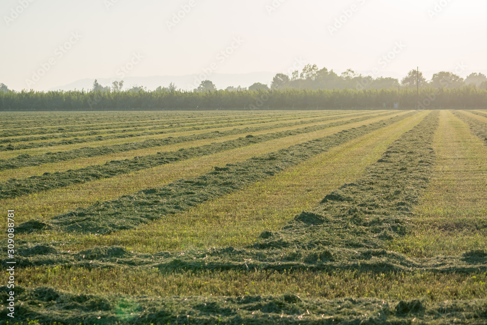 alfalfa crop cut raked in rows