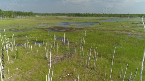 Aerial forward nesting flock of many birds fly over peat bogs swampy glacial permafrost lakes among green forest taiga birch grove Russia Siberia unique natural landscape. Summer open space horizon photo