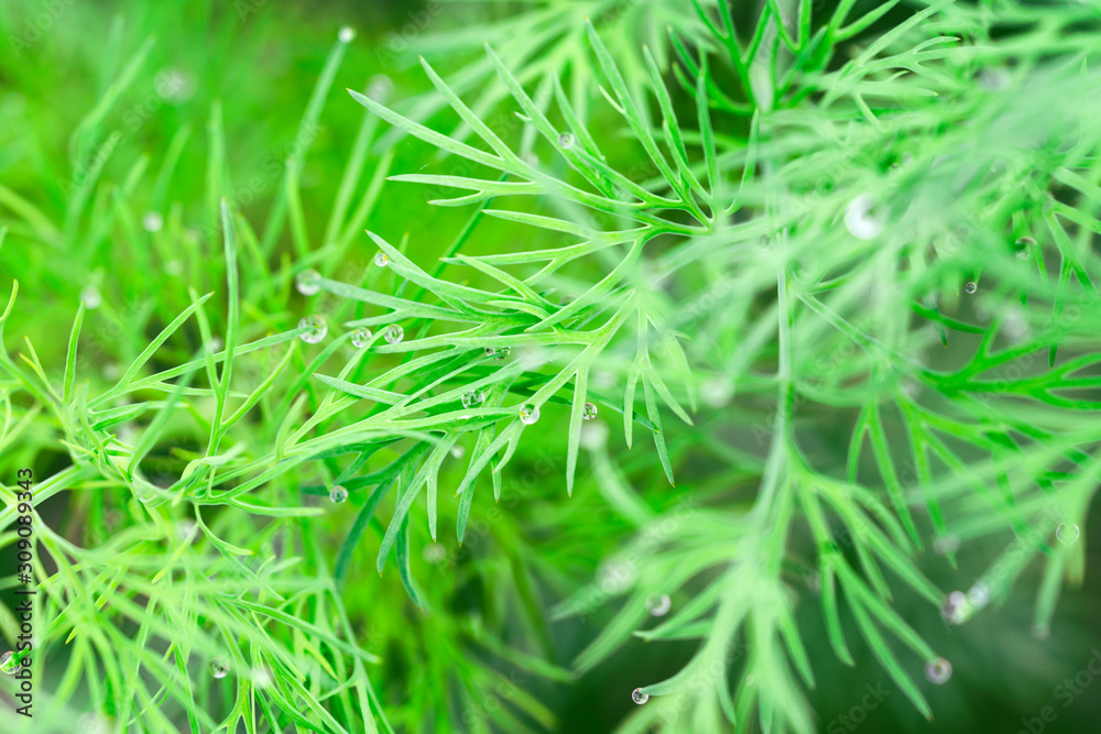 Leaves, branch, fresh organic green dill, Leaves, branch, fresh organic green dill,