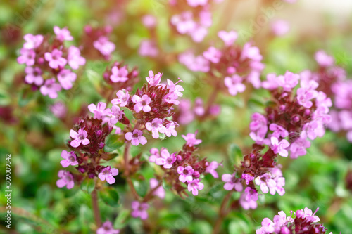 Leaves, branch, and flowers of fresh organic thyme,