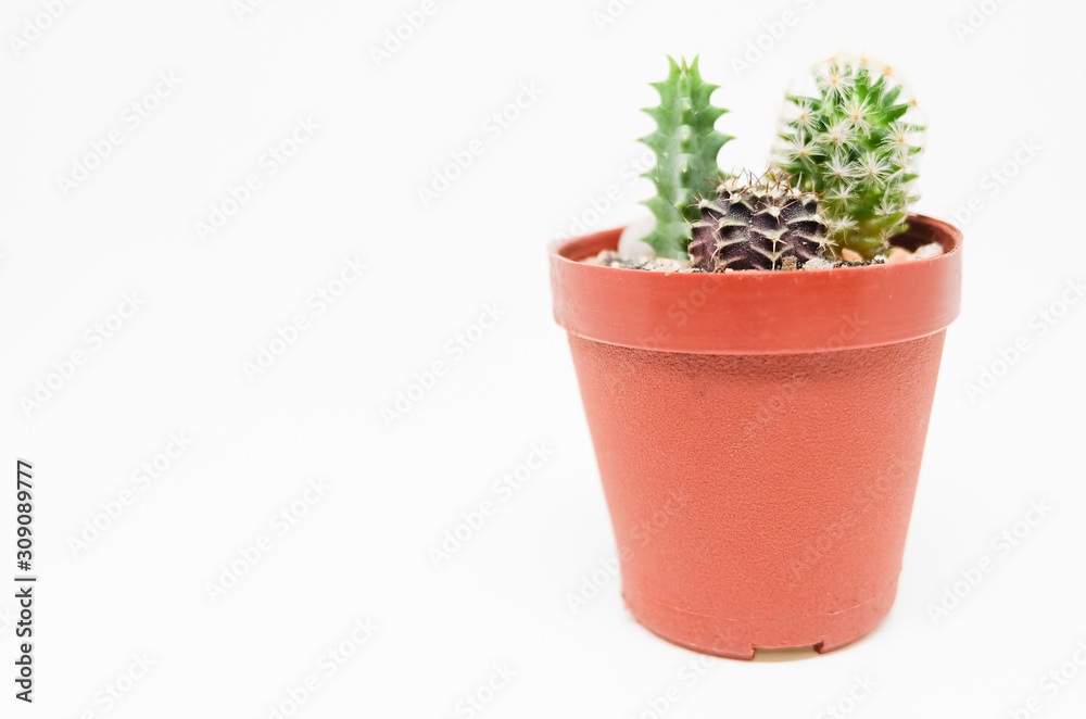 Small cactus in pot isolated on white background Small cactus in pot isolated on white background