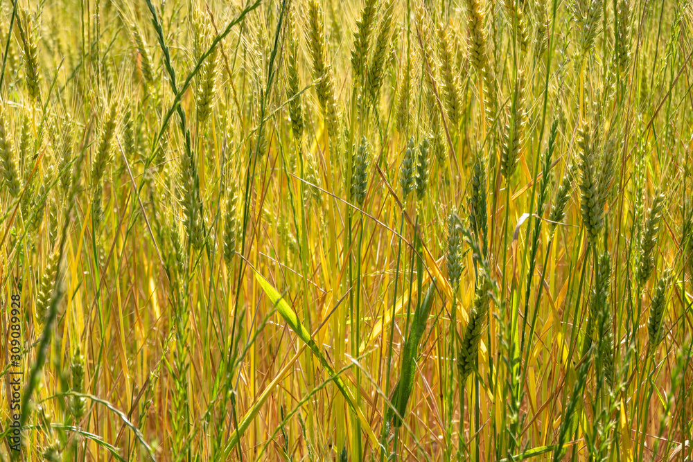 Green Winter wheat crop close up background. Green Winter wheat crop close up background.