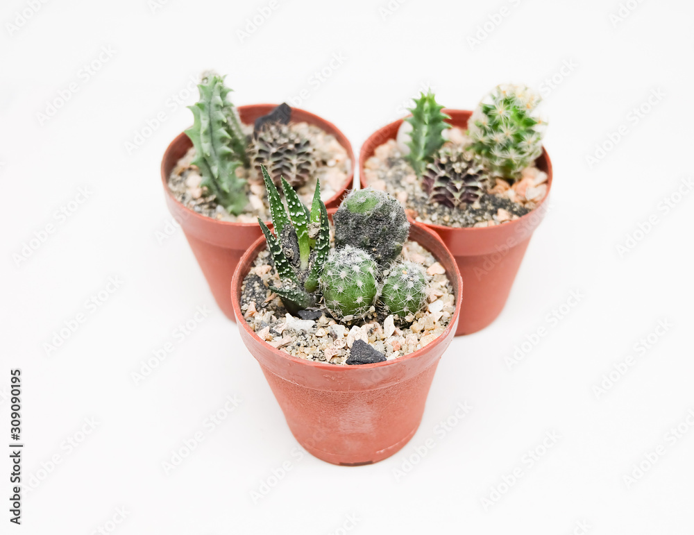 Small cactus in pot isolated on white background Small cactus in pot isolated on white background