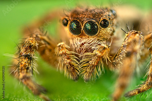 jumping spider macro photo