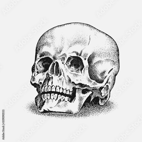Human skull in vintage style. Retro old school sketch for tattoo. Monochrome Hand drawn engraved retro badge for t-shirt, banner poster and logo.